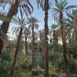 Circuit Nouvel an 2026 -Djanet Terres-Touareg