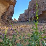 SEFAR, Plateau du Tassili n'Ajjer, Sahara algérien