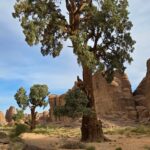 SEFAR, Plateau du Tassili n'Ajjer, Sahara algérien