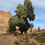 SEFAR, Plateau du Tassili n'Ajjer, Sahara algérien